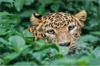 Leopard on prowl in Shankerpura; devours Persian cat